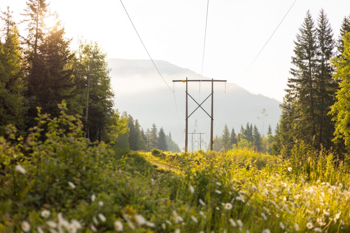 Wooden power transmission lines run through field of wildflowers